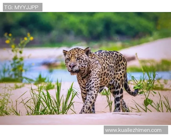 奥林匹克科斯与布犹高斯禾的精彩对决揭示足球战术的魅力与激情